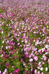 一面に咲き誇るコスモスの絨毯