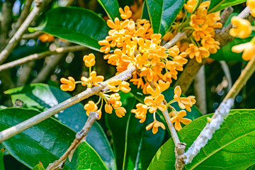 キンモクセイの花