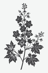 Delphinium Branch with Flowers Silhouette Vector Illustration in Black and White Botanical Art Design