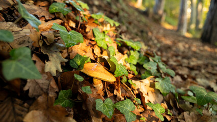 Pilz zwischen Blättern