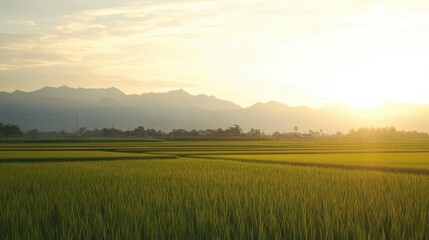 Naklejka premium Serene Rice Field at Sunset with Distant Mountains