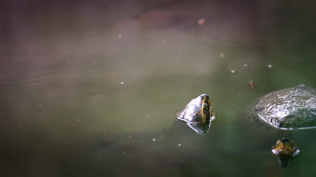 Watery environment, Asian fauna, animal reptile species conservation