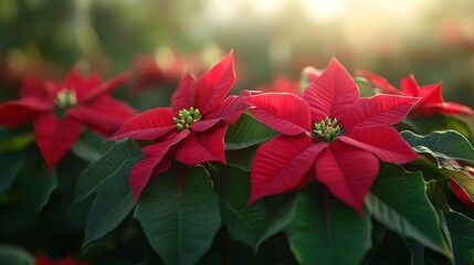 WInter Hoarfrost on the branch. Beautiful frozen plants with leaves. Garden nature background. Macro nature. Christmas Plant with ice crystals on natural blurry lighting bokeh