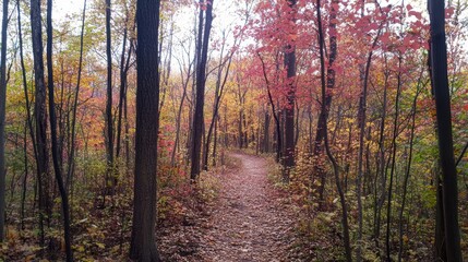 Fototapeta premium Vibrant Autumn Forest Scene with Colorful Foliage