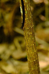 Centipede in Nature: Journey on a Tree Branch
