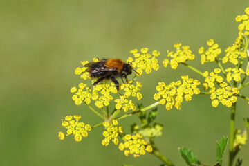 Close up Common carder bee (Bombus pascuorum), family Apidae on flowers of parsnip (Pastinaca sativa), family Apiaceae. Summer July, Netherlands