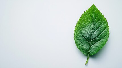 Fresh Green Leaf on Soft Background