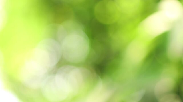 blur tree bokeh in garden, natural blurred leaf green at summer, forest blur, environment ecology or greenery abstract texture background