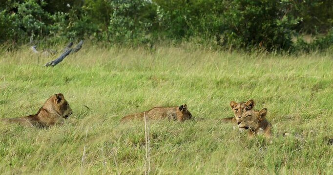 A pride of lions relaxes in the grassy plains of Sabi Sands, South Africa, enjoying a tranquil afternoon under the sun while keeping an eye on their surroundings.