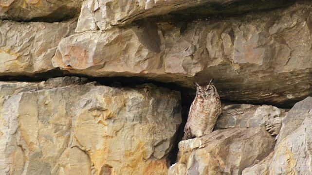 African Eagle-Owl perched on coastal cliff under overhang, telephoto