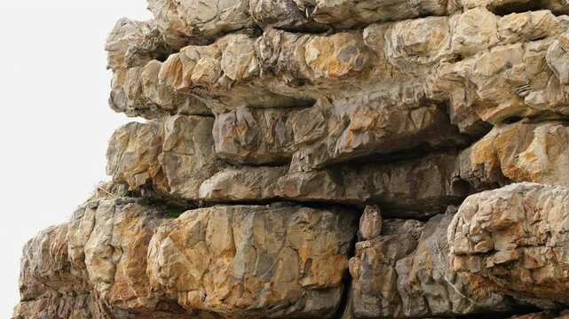 Spotted Eagle-Owl perched on rocks under overhang in coastal cliffside