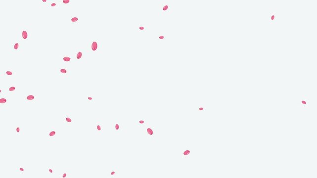 sakura cherry blossom flower fly in the air on white background