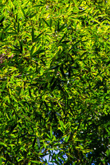 Obraz premium Bamboo forest