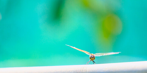 トンボの正面  © S造園