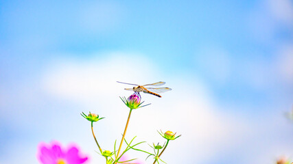 コスモスのつぼみにとまるトンボ © S造園