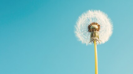 Fototapeta premium Dandelion with a tall stem against a clear blue sky