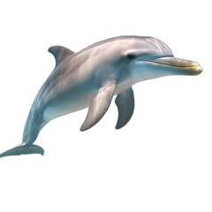 Fototapeta premium Dolphin swimming underwater isolated transparent background