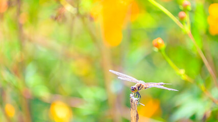 とまるトンボ  © S造園