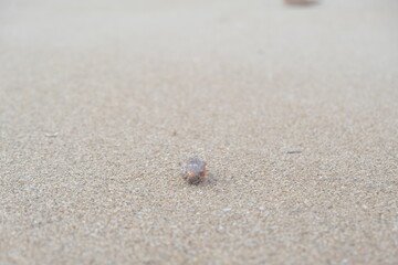 hermit crab running on the sand
