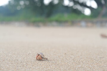 hermit crab running on the sand