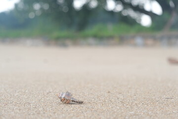 hermit crab running on the sand