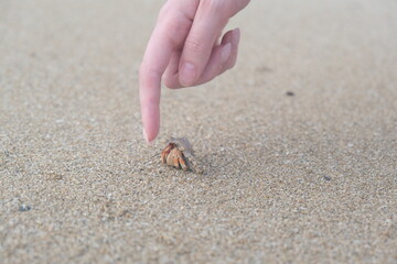 hermit crab running on the sand