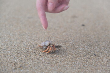 hermit crab running on the sand