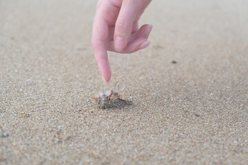 hermit crab running on the sand