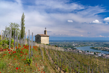 Grand cru vineyard and Chapel of Saint Christopher, Tain l'Hermitage, Rhone-Alpes, France