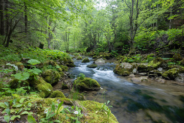 Fototapeta premium Kvacianska valley in spring time, Chocske vrchy, Slovakia