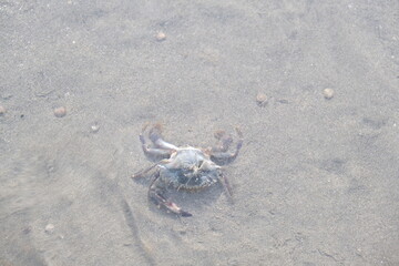 dead crab in the shallows