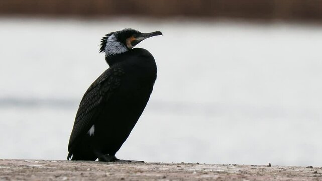cormorants standing on the shore with a blurred background