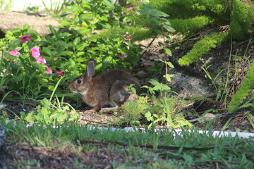 rabbit in the grass
