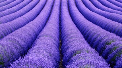 Rows of Lavendula in Vibrant Blooms