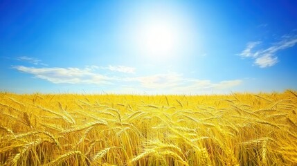 Golden Wheat Field Swaying in the Breeze