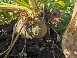 Autumn fieldscape. The ripe roots of the sugar beet rose beautifully above the ground, formed the right sugar root