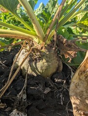 Autumn fieldscape. The ripe roots of the sugar beet rose beautifully above the ground, formed the right sugar root