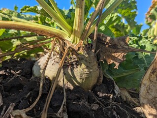 Autumn fieldscape. The ripe roots of the sugar beet rose beautifully above the ground, formed the right sugar root