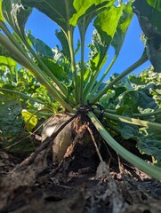 Obraz premium Autumn fieldscape. The ripe roots of the sugar beet rose beautifully above the ground, formed the right sugar root