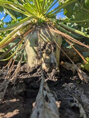 Autumn fieldscape. The ripe roots of the sugar beet rose beautifully above the ground, formed the right sugar root