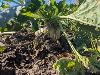 Autumn fieldscape. The ripe roots of the sugar beet rose beautifully above the ground, formed the...