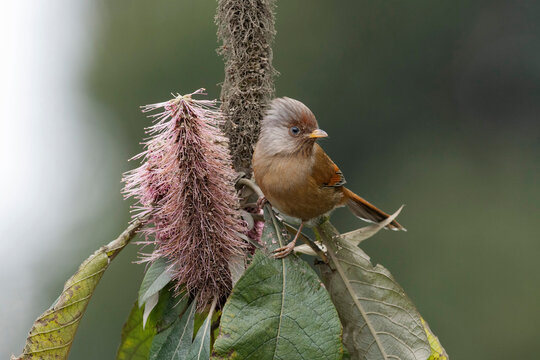 Rusty-fronted barwing, Actinodura egertoni, Eastern Himalayan Birds, Lava, India