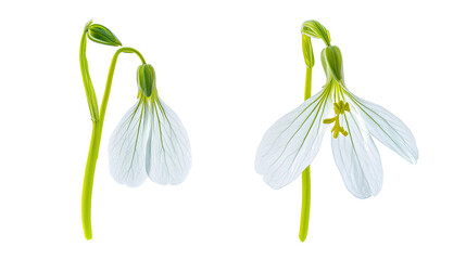 Naklejka premium Delicate White Flowers on Transparent Background Generative AI