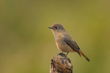 Blue fronted redstart, Phoenicurus frontalis, Female, Ryshop, West Bengal, India