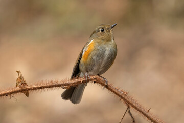 Himalayan bluetail, Tarsiger rufilatus, Female, Ryshop, West Bengal, India