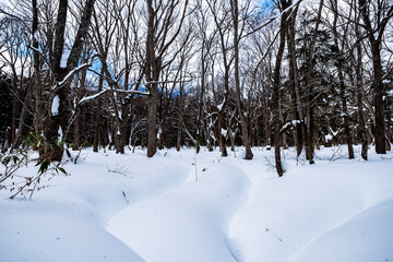 戸隠神社奥社から鏡池へ続く道　長野県長野市戸隠