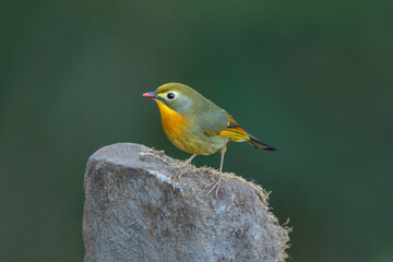Red Billed Leiothrix,  Leiothrix lutea, Ryshop, West Bengal, India