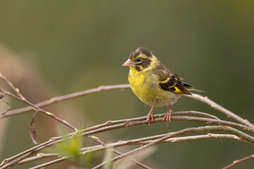 Yellow-breasted greenfinch, Chloris spinoides, Ryshop, West Bengal, India