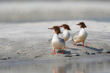 Common merganser or goosander, Mergus merganser, Female, Gajoldoba or Gojaldoba, West Bengal, India