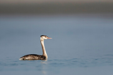 The great crested grebe, Podiceps cristatus, Gajoldoba or Gojaldoba, West Bengal, India